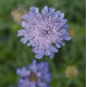Скабиоза японская Ritz: Blue
