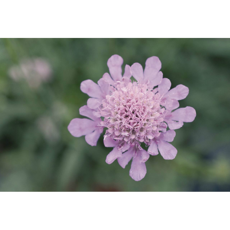 Скабиоза японская Ritz: Rose