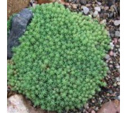 Седум  - Sedum