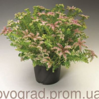  Седум гарний Sea Star, 100 шт, Syngenta