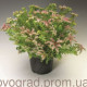 Седум гарний Sea Star, 100 шт, Syngenta