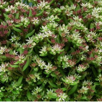  Седум невії Silver Frost, 100 шт, Syngenta