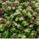 Седум невії Silver Frost, 1000 шт, Syngenta