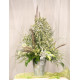 Синеголовник плоскол, Glitter: White, 50 шт, Benary