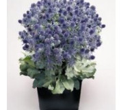 Синеголовник плосколистий - Eryngium planum