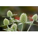 Синеголовник плоскол, Glitter: White, 50 шт, Benary