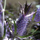 Синеголовник Лівенворта Purple Sheen, 10 шт, Takii