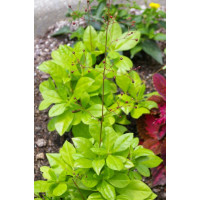 Талинум метельчатый LIMÓN (h 70-80 cm)