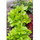 Талинум метельчатый LIMÓN (h 70-80 cm)