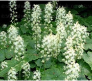 Тіарелла - Tiarella Wherryi