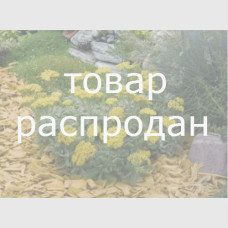 Тысячелистник войлочный Goldie, Achillea tomentosa