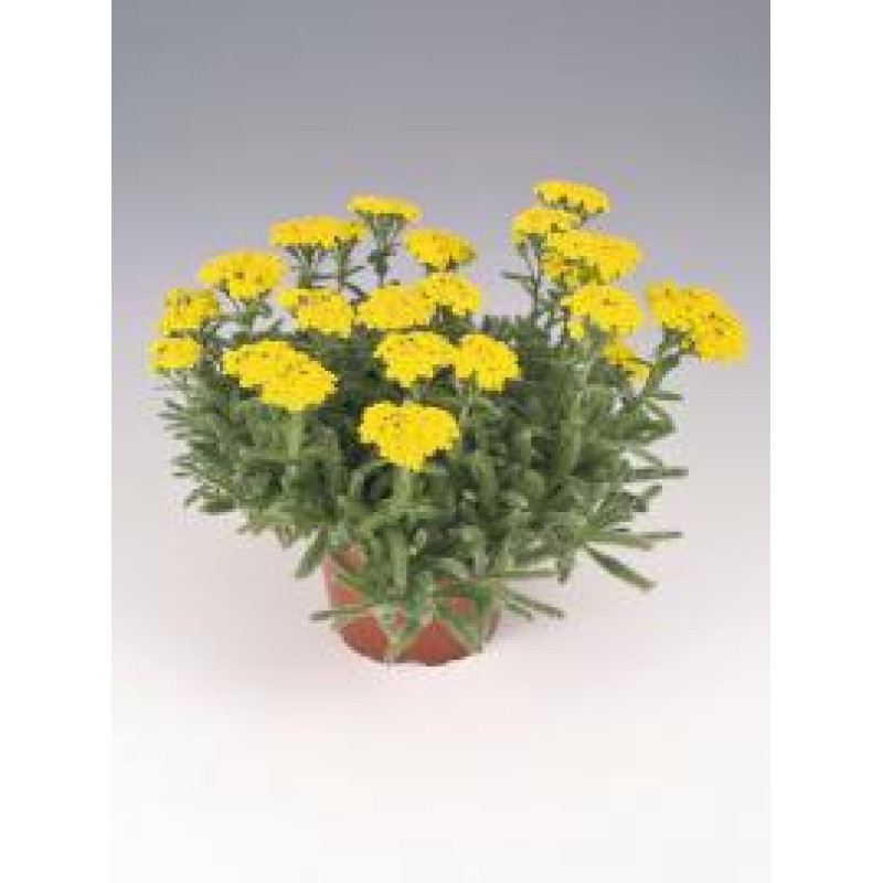 Тысячелистник войлочный Goldie, Achillea tomentosa