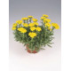 Тысячелистник войлочный Goldie, Achillea tomentosa