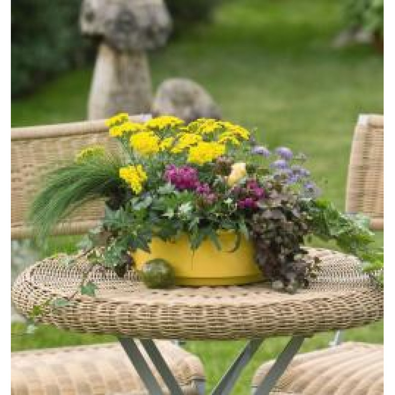 Тысячелистник войлочный Goldie, Achillea tomentosa