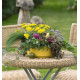Тысячелистник войлочный Goldie, Achillea tomentosa