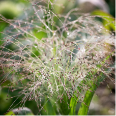 Просо Sparkling Fountain, 25 шт, Takii Seed