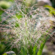 Просо Sparkling Fountain, 25 шт, Takii Seed