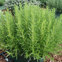 Розмарин Rosy*Pro, 10 шт, Hem Genetics