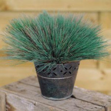 Коринефорус SPIKY BLUE (h 15-30 см)