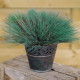 Коринефорус SPIKY BLUE (h 15-30 см)