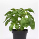 Базилік Newton (h 30-50 см), 250 шт, PanAmerican