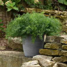 Спаржева папороть Fuzzyfern, 10 шт, PanAmerican