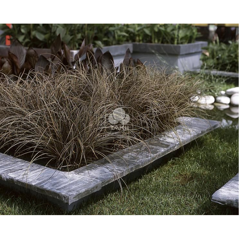 Осока Bronze Curls, 250 шт, Takii seed