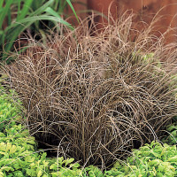 Осока Bronze Curls, 10 шт, Takii seed
