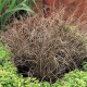 Осока Bronze Curls, 250 шт, Takii seed