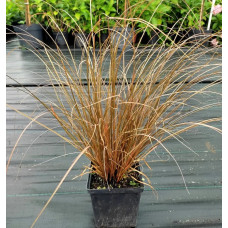 Осока Auburn, 1000 шт, Takii seed