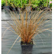 Осока Auburn, 1000 шт, Takii seed