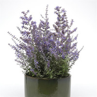  Перовськія Bluesette (h 36-56 cm), 25 шт, Kieft Seed
