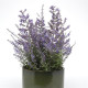 Перовськія Bluesette (h 36-56 cm), 25 шт, Kieft Seed