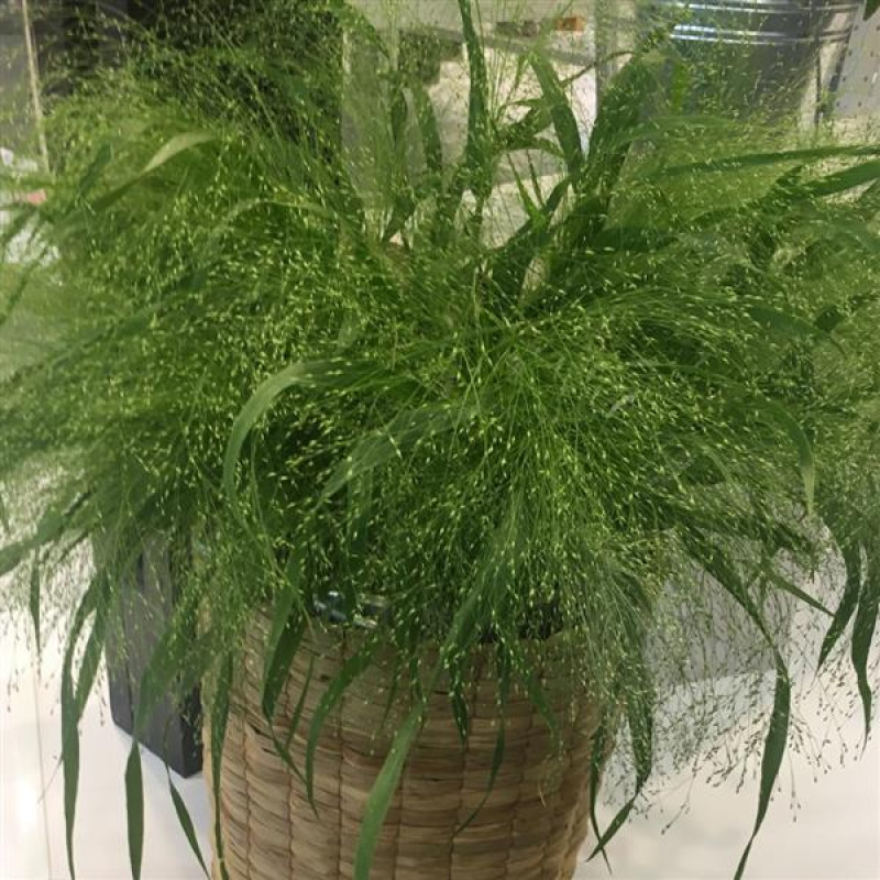Просо Frosted Explosion, Panicum capillare, 25 шт, PanAmerican