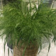 Просо Frosted Explosion, Panicum capillare, 25 шт, PanAmerican