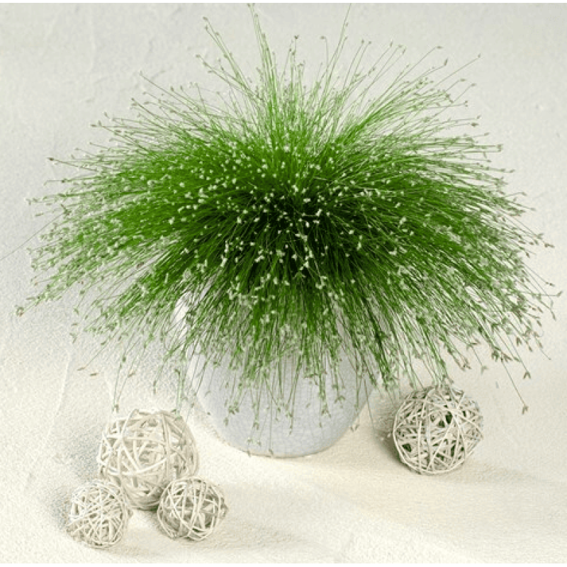 Ізолепіс Fibre Optics 100 шт, Takii