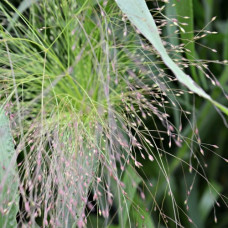 Просо Frosted Explosion, Panicum capillare, 5 шт, PanAmerican