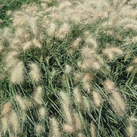 Pennisetum villosum Fluffy, 25 шт, Benary