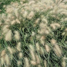 Pennisetum villosum Fluffy, 25 шт, Benary