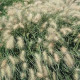 Pennisetum villosum Fluffy, 1000 шт, Benary
