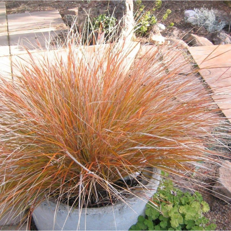 Ковила Pheasant Tails, 1000 шт, Takii Seed