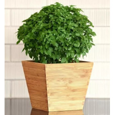 Базилік Mini Bonsai (h 15-30 см),  10 шт, PanAmerican