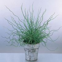 Ситник розлогий Spiralis, 10 шт, Takii seed
