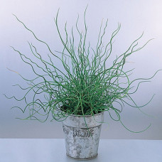 Ситник розлогий Spiralis, 10 шт, Takii seed