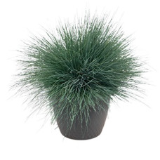 Булавоносець сіруватий Spiky, 10 шт, Benary