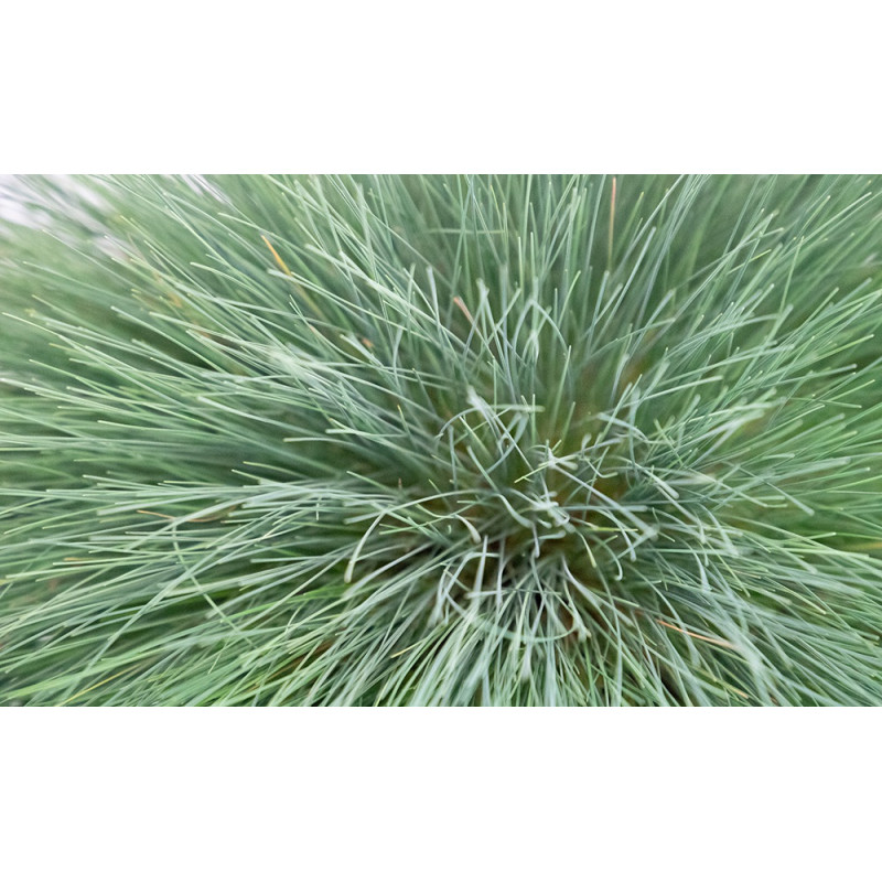 Булавоносець сіруватий Spiky, 1000 шт, Benary