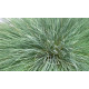 Булавоносець сіруватий Spiky, 1000 шт, Benary