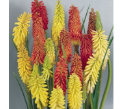 Тритома - Kniphofia (Tritoma)