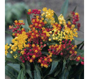 Ваточник (ластівень) - Asclepias curassavica