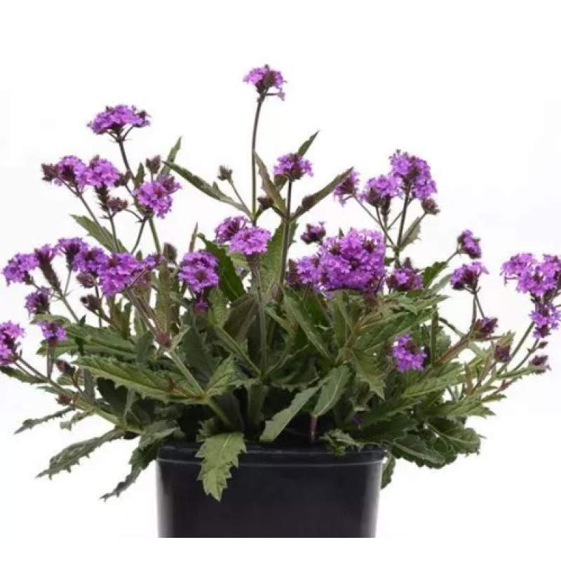 Вербена жорстка Santos Purple, 25 шт, PanAmerican